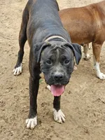 Bodie, a male Boxer for sale in Platteville, WI – 3 of 6