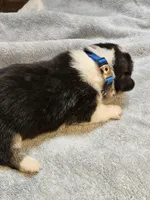 Blue Collar Male, a male Pembroke Welsh Corgi for sale in Platteville, WI – 3 of 6