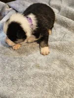 Purple Collar-Male , a male Pembroke Welsh Corgi for sale in Platteville, WI – 5 of 5