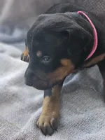 Pink Collar-Female, a female Doberman Pinscher for sale in Platteville, WI – 5 of 5