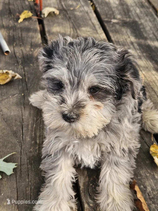 Blue Collar Female – Miniature Schnauzer puppy for sale in Platteville, WI