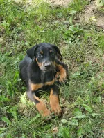 Purple Collar Male, a male Doberman Pinscher for sale in Platteville, WI – 2 of 4