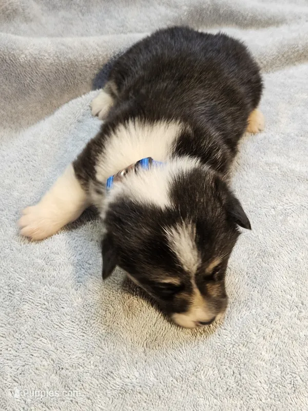 Blue Collar Male – Pembroke Welsh Corgi puppy for sale in Platteville, WI
