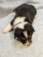 Blue Collar Male, a male Pembroke Welsh Corgi for sale in Platteville, WI – 1 of 6