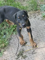 Blue Collar Male, a male Doberman Pinscher for sale in Platteville, WI – 4 of 4