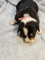 Red Collar Male, a female Pembroke Welsh Corgi for sale in Platteville, WI – 1 of 4