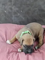 Green Collar Female, a female Boxer for sale in Platteville, WI – 2 of 5