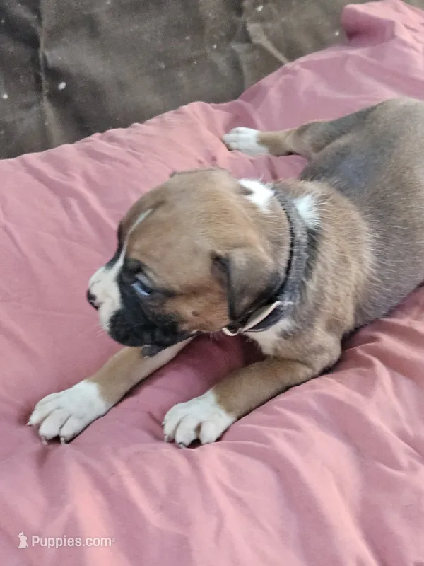 Black Collar Female – Boxer puppy for sale in Platteville, WI