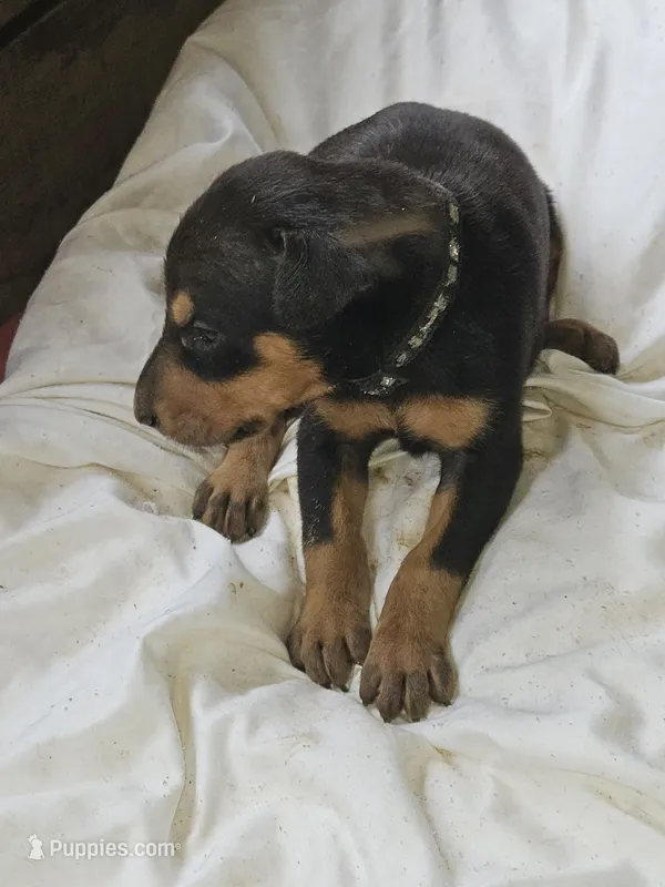 Black Collar-Female – Doberman Pinscher puppy for sale in Platteville, WI