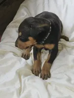 Black Collar-Female, a female Doberman Pinscher for sale in Platteville, WI – 1 of 5