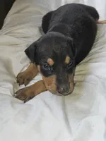 Black Collar-Female, a female Doberman Pinscher for sale in Platteville, WI – 5 of 5