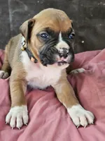 Orange  Collar Female, a female Boxer for sale in Platteville, WI – 3 of 5
