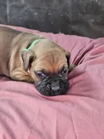 Green Collar Female, a female Boxer for sale in Platteville, WI – 5 of 5