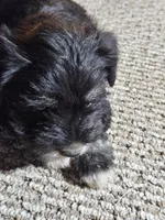 Pink Collar Male, a female Miniature Schnauzer for sale in Platteville, WI – 3 of 4