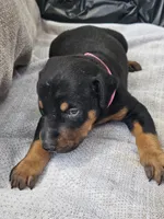 Pink Collar-Female, a female Doberman Pinscher for sale in Platteville, WI – 2 of 5
