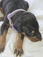 Purple Collar Female, a female Doberman Pinscher for sale in Platteville, WI – 5 of 5