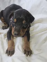 Purple Collar Female, a female Doberman Pinscher for sale in Platteville, WI – 2 of 5