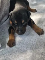 Green Collar-Female, a female Doberman Pinscher for sale in Platteville, WI – 4 of 4