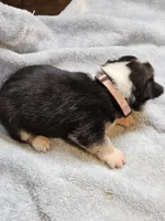 Pink Collar Female, a female Pembroke Welsh Corgi for sale in Platteville, WI – 5 of 6