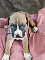 Black Collar Female, a male Boxer for sale in Platteville, WI – 2 of 5
