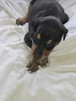 Black Collar-Female, a female Doberman Pinscher for sale in Platteville, WI – 4 of 5