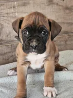 Black Collar-Male , a male Boxer for sale in Platteville, WI – Photo 2 of 4