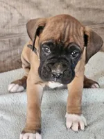 Black Collar-Male , a male Boxer for sale in Platteville, WI – Photo 4 of 4