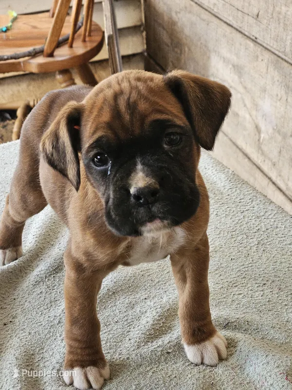 Black Collar-Male  – Boxer puppy for sale in Platteville, WI
