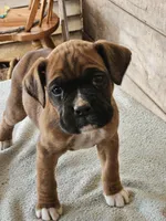 Black Collar-Male , a male Boxer for sale in Platteville, WI – Photo 1 of 4
