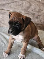 Black Collar-Male , a male Boxer for sale in Platteville, WI – Photo 3 of 4