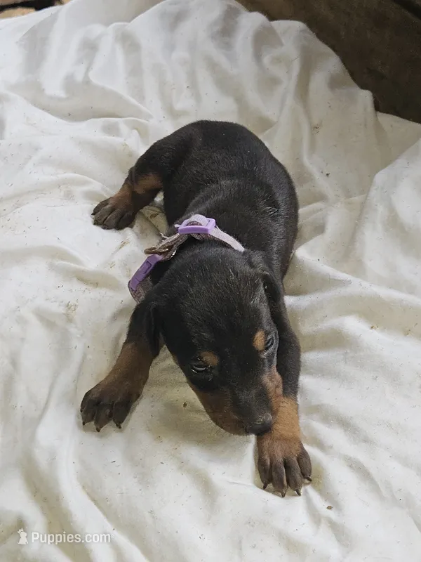 Purple Collar Female – Doberman Pinscher puppy for sale in Platteville, WI