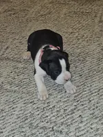 Pink Collar-Female, a female Boxer for sale in Platteville, WI – 5 of 5