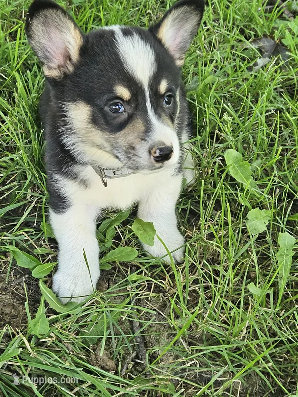 Gray Collar Male – Pembroke Welsh Corgi puppy for sale in Platteville, WI