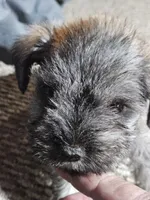 Green Collar Male, a male Miniature Schnauzer for sale in Platteville, WI – 2 of 4