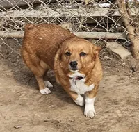 FANCY, a female Cardigan Welsh Corgi for sale in Platteville, WI – Photo 1 of 4