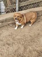 FANCY, a female Cardigan Welsh Corgi for sale in Platteville, WI – Photo 4 of 4