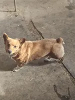 FANCY, a female Cardigan Welsh Corgi for sale in Platteville, WI – Photo 3 of 4