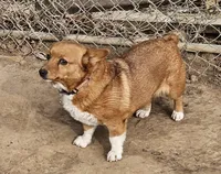 FANCY, a female Cardigan Welsh Corgi for sale in Platteville, WI – Photo 2 of 4
