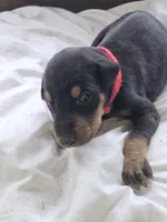 Red Collar Male, a male Doberman Pinscher for sale in Platteville, WI – 3 of 5