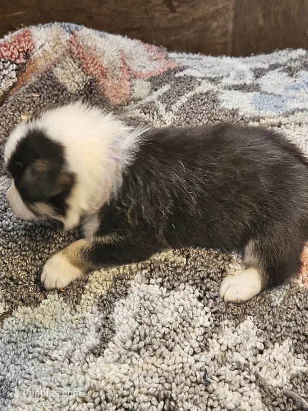 Purple Collar-Male  – Pembroke Welsh Corgi puppy for sale in Platteville, WI
