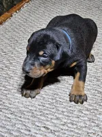 Blue Collar-Male Puppy, a male Doberman Pinscher for sale in Platteville, WI – Photo 6 of 6