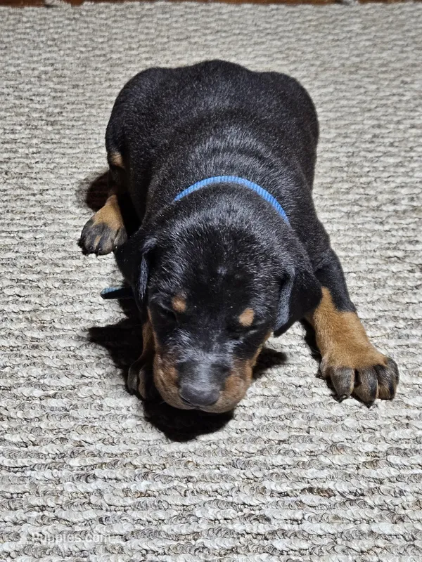 Blue Collar-Male Puppy – Doberman Pinscher puppy for sale in Platteville, WI