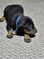 Blue Collar-Male Puppy, a male Doberman Pinscher for sale in Platteville, WI – Photo 3 of 6