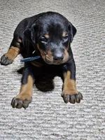 Blue Collar-Male Puppy, a male Doberman Pinscher for sale in Platteville, WI – Photo 5 of 6