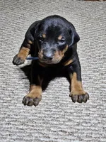 Blue Collar-Male Puppy, a male Doberman Pinscher for sale in Platteville, WI – Photo 2 of 6