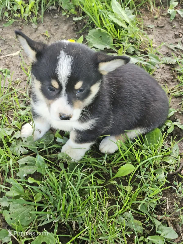 Red Collar Male – Pembroke Welsh Corgi puppy for sale in Platteville, WI