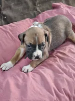 Black Collar Female, a male Boxer for sale in Platteville, WI – 5 of 5