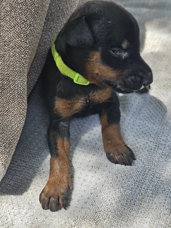 Green Collar-Female – Doberman Pinscher puppy on hold in Platteville, WI