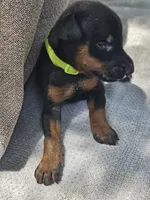 Green Collar-Female, a female Doberman Pinscher for sale in Platteville, WI – 1 of 4