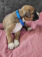 Blue Collar Male, a male Boxer for sale in Platteville, WI – 4 of 5